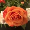 claudiaolive285